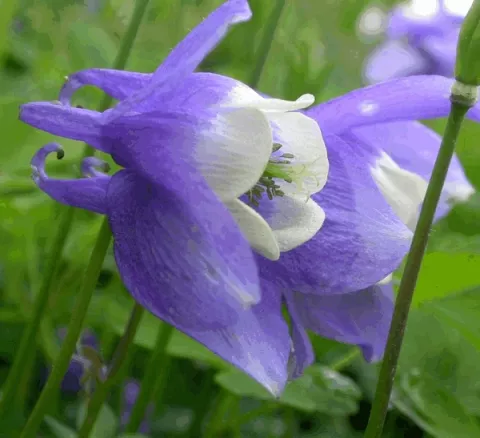 Aquilegia flabellata 'Ministar'