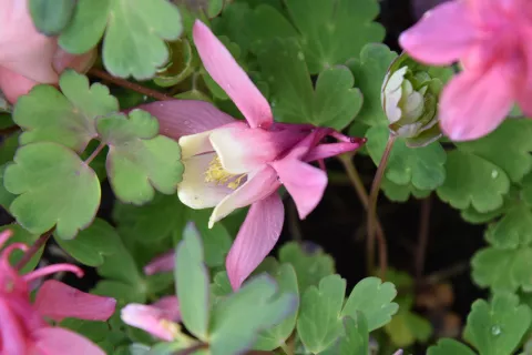 Aquilegia flabellata 'Cameo Red and White'