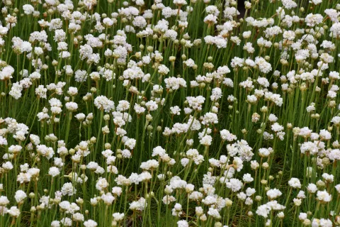 Armeria mar. 'Alba'