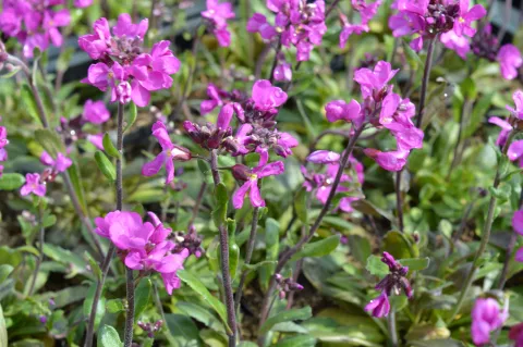 Arabis blepharophylla