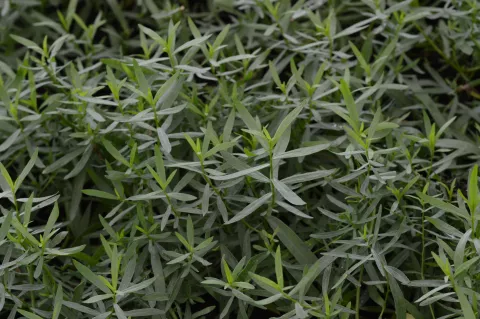 Artemisia dracunculus-dragon