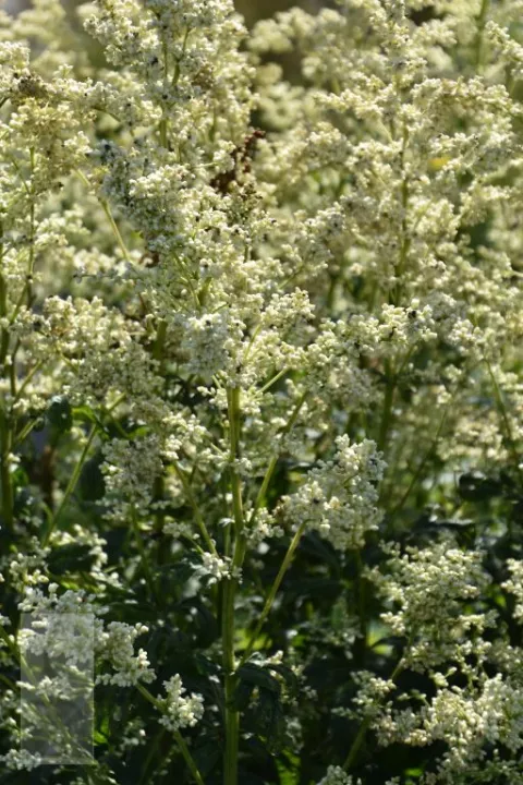 Artemisia lactiflora 'Elfenbein'