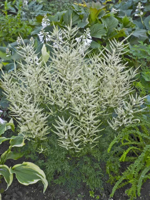 Aruncus 'Fairy Hair'