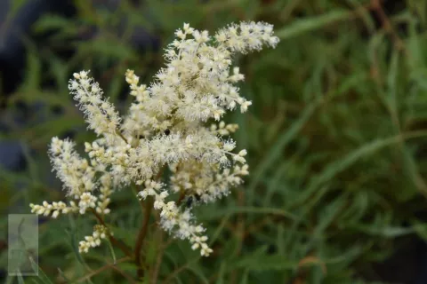 Aruncus dioicus 'Kneiffii'