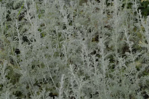 Artemisia arbor. 'Little Mice'