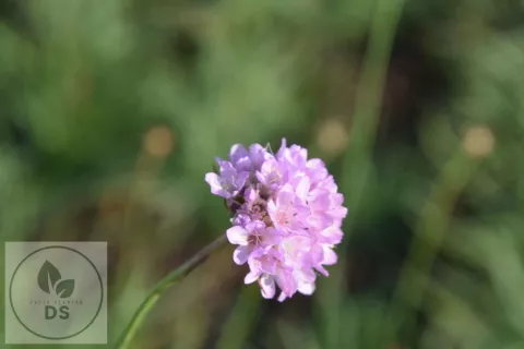 Armeria maritima