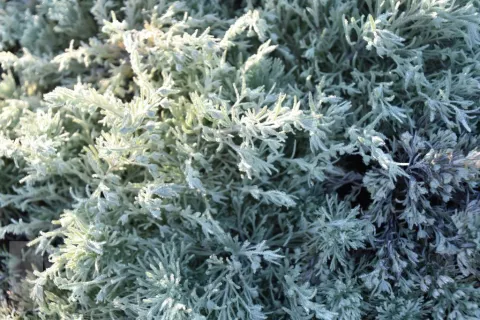 Artemisia schmidtiana 'Nana'