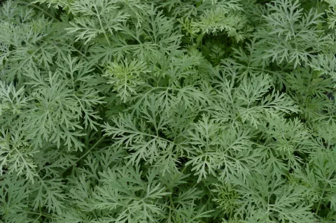 Artemisia 'Powis Castle'