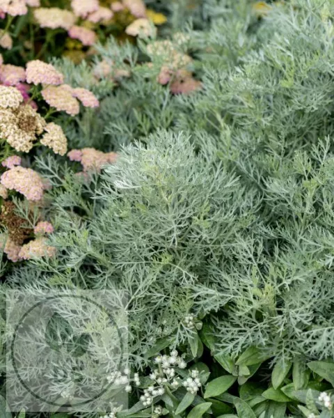 Artemisia 'Powis Castle'