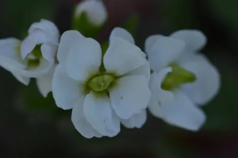 Arabis cauc. 'Plena'
