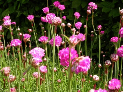 Armeria mar. 'Rosea'