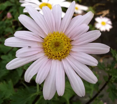 Arctanthemum arct. 'Roseum'