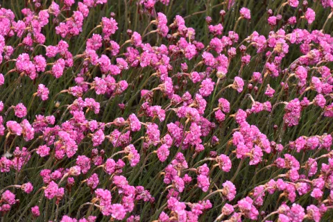 Armeria mar. 'Rubrifolia (Vesuv)