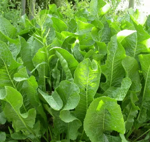 Armoracia rusticana-mierikswortel