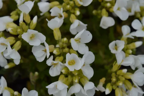 Arabis cauc. 'Snowcap'