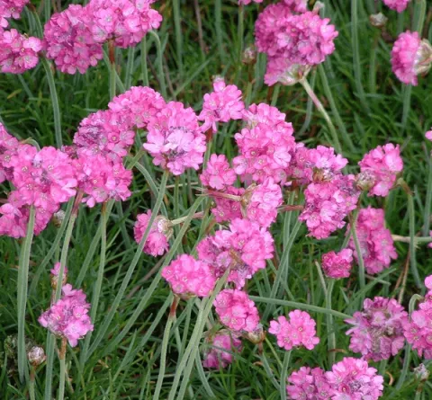 Armeria mar. 'Splendens'
