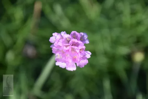 Armeria mar. 'Schoene von Fellbach'