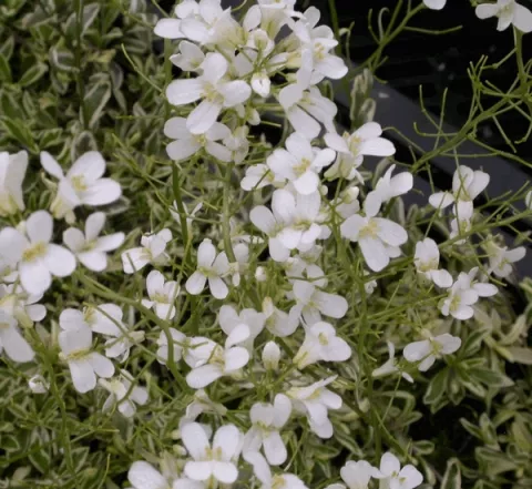 Arabis fern.-coburgii 'Variegata'