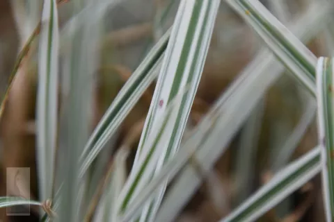 Arrhenatherum elatius 'Variegatum'