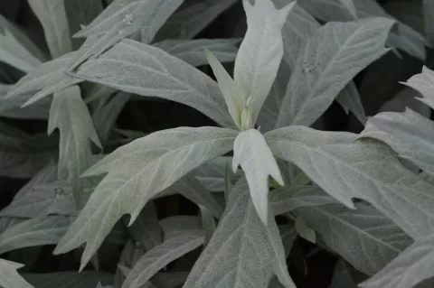 Artemisia ludov. 'Valerie Finnis'