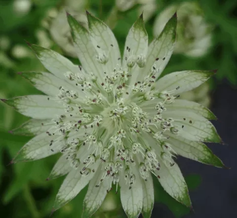 Astrantia major 'Alba'