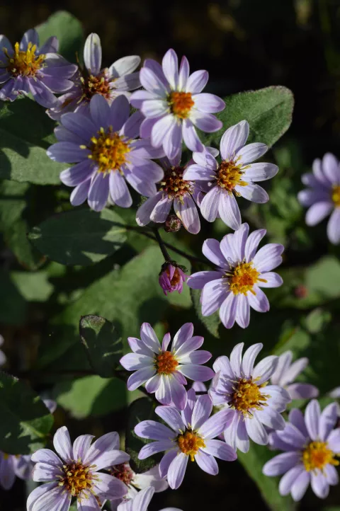 Aster ageratoides 'Adustus Nanus'