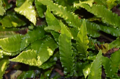 Asplenium scol. 'Angustatum'