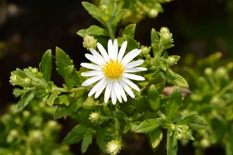 Aster ageratoides 'Ashvi'