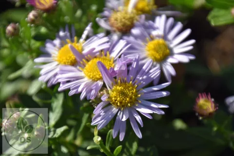 Aster ageratoides 'Asmö'