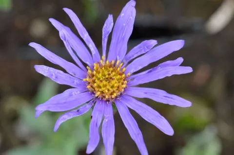 Aster amellus 'Blue King'