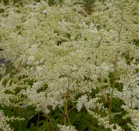 Astilbe (A) 'Brautschleier'