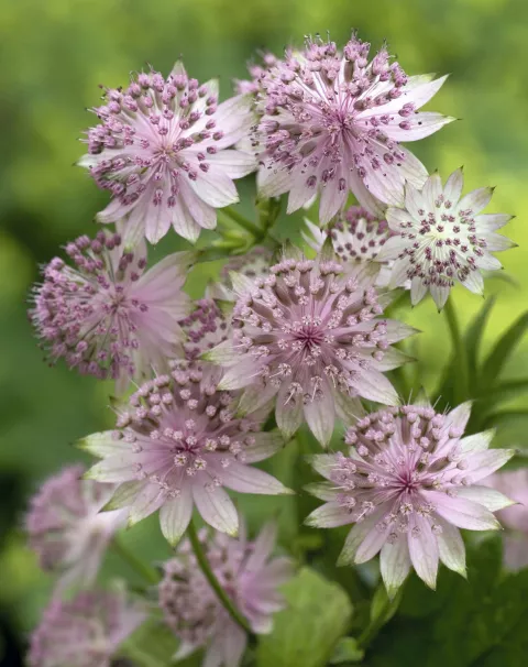 Astrantia hybr. 'Buckland'