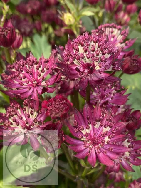 Astrantia major 'Claret'