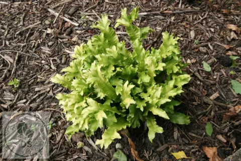 Asplenium scol. 'Cristata'