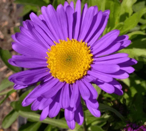 Aster alpinus 'Dunkle Schoene'