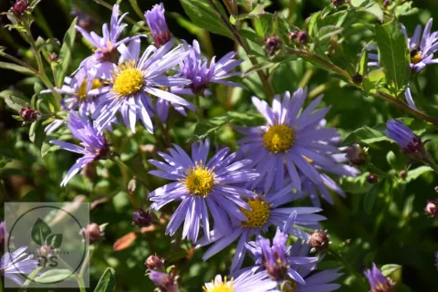 Aster ageratoides JS 'Eleven Purple' PBR