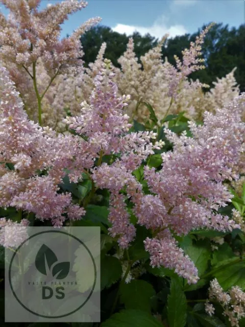 Astilbe (J) 'Europa'