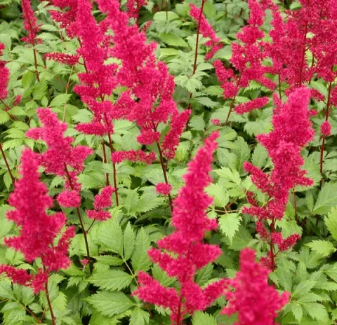 Astilbe (A) 'Fanal'