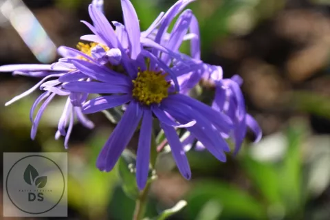 Aster amellus 'Gründer'