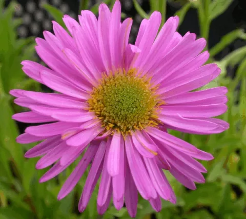 Aster alpinus 'Happy End'