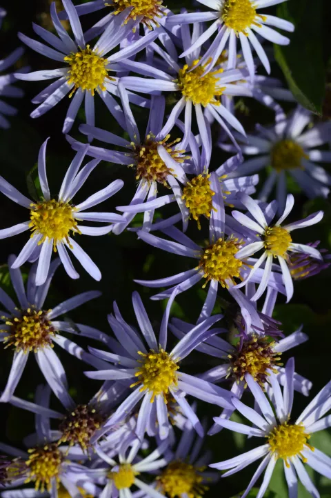 Aster ageratoides 'Harry Schmidt'