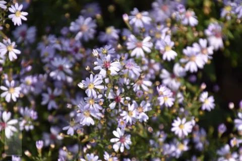 Aster cord. 'Ideal'