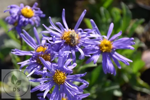 Aster amellus 'King George'