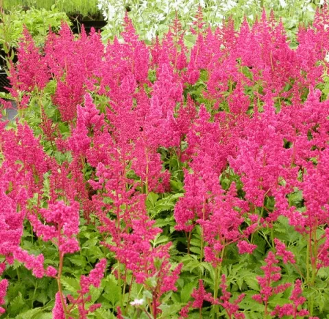 Astilbe (J) 'Köln'