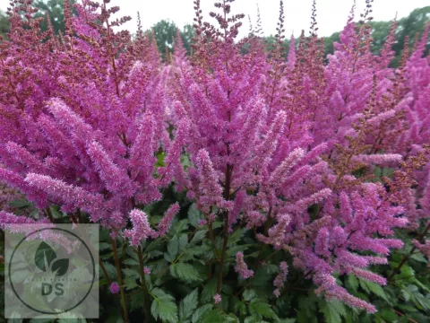 Astilbe chin. 'Maggie Daley'