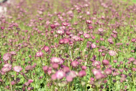 Astrantia hybr. 'Moulin Rouge'
