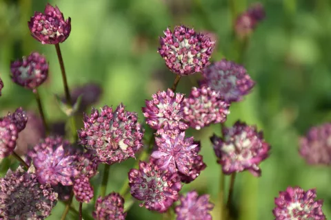 Astrantia hybr. 'Moulin Rouge'