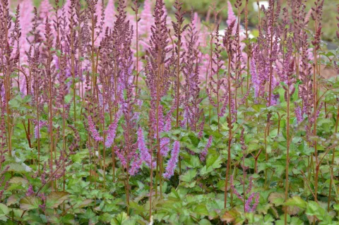Astilbe chin. 'Purpurkerze'