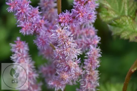 Astilbe chin. 'Purpurlanze'