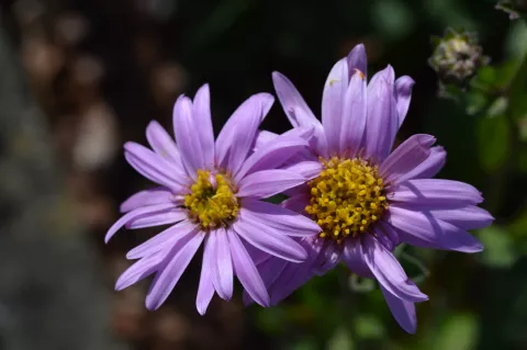 Aster amellus 'Rosa Erfüllung' (P.Zen)